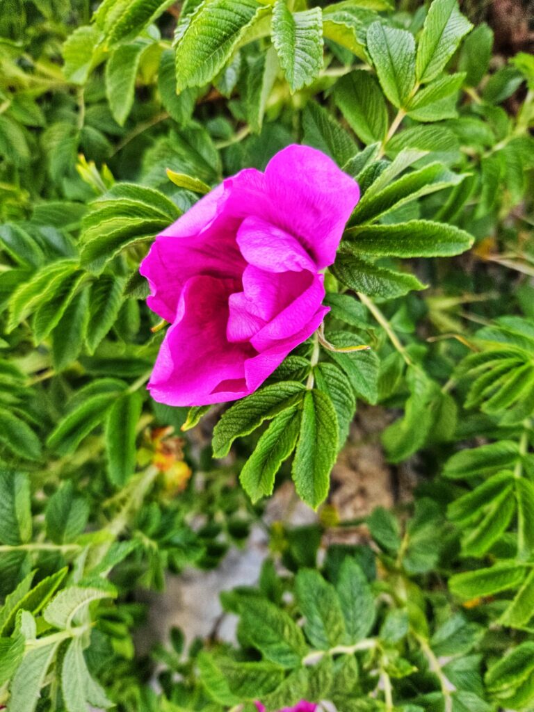 rosa Heckenrose am Strauch